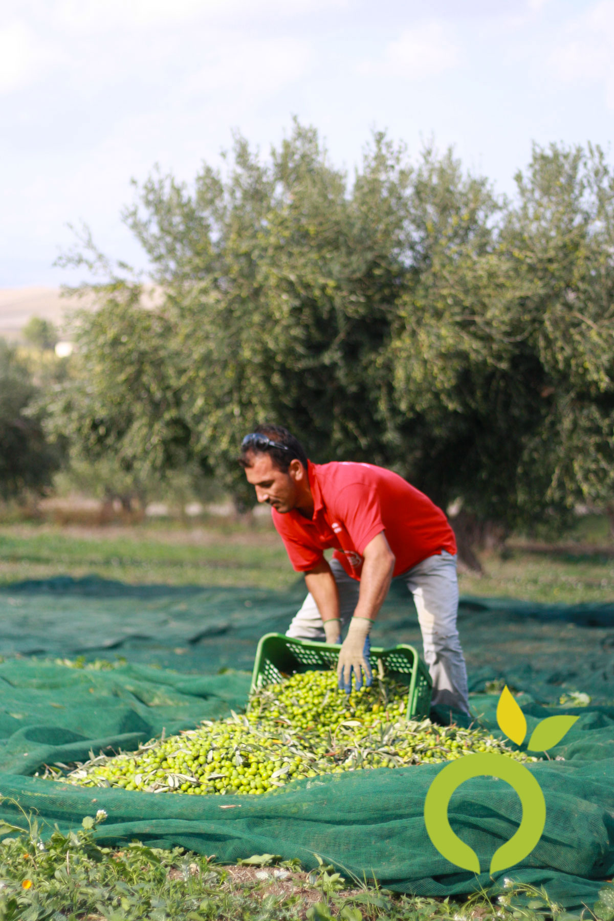 Q
